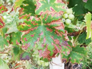 Mal dell'esca su foglia di Barbera