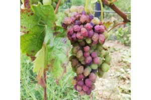 Sintomi da mal dell'esca su grappolo di Barbera