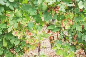 Una pianta di Barbera colpita da mal dell'esca