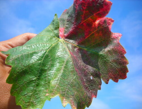 GESTIONE FLAVESCENZA DORATA DELLA VITE 2024